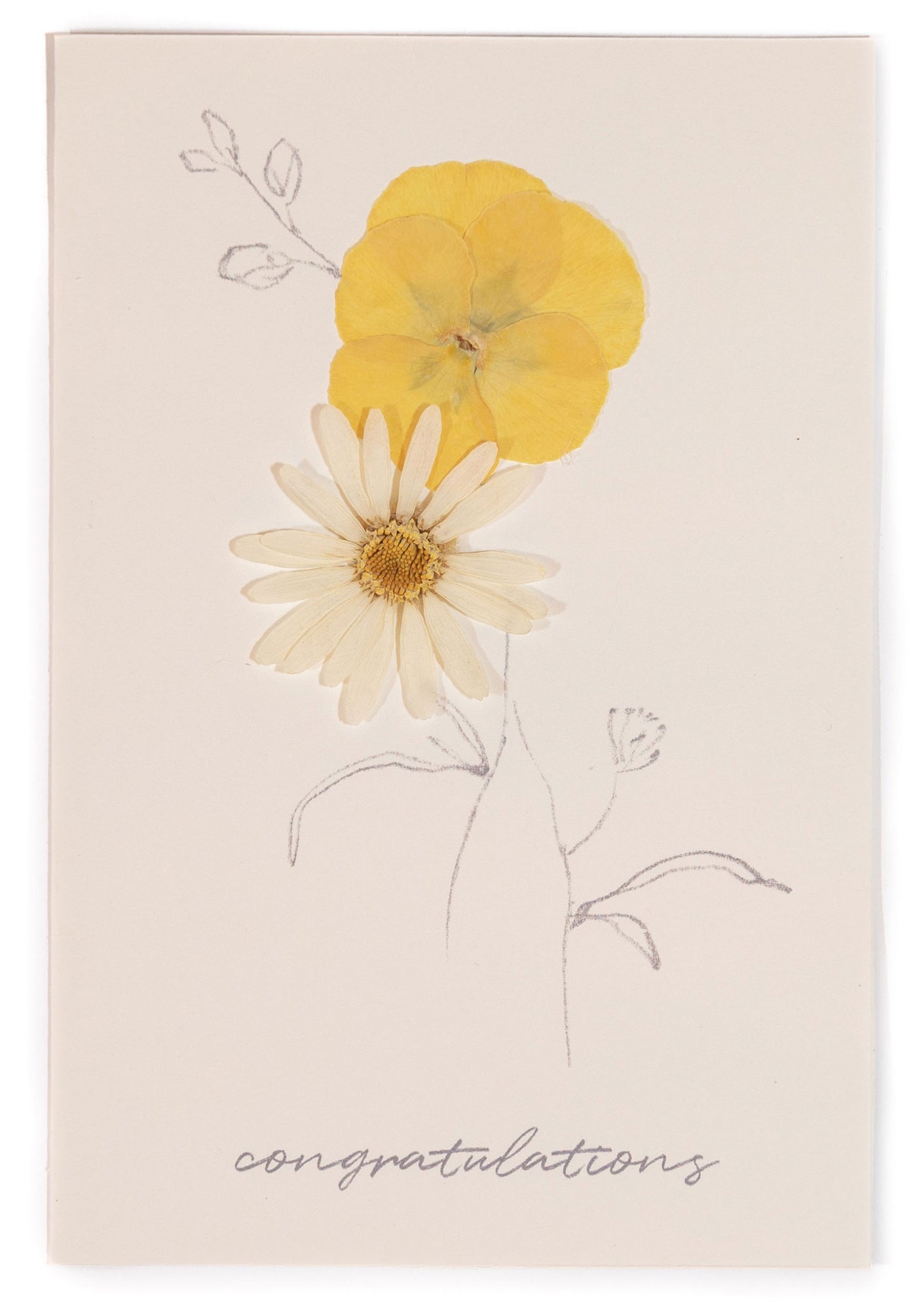 Congratulations - White Daisy Pressed Floral Stationery