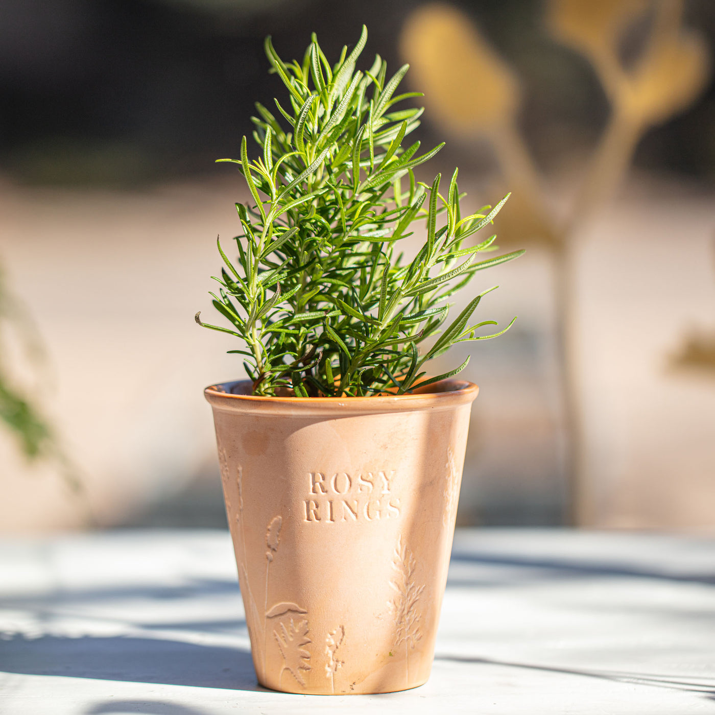 Sun-Drenched Fig Garden Pot Candle